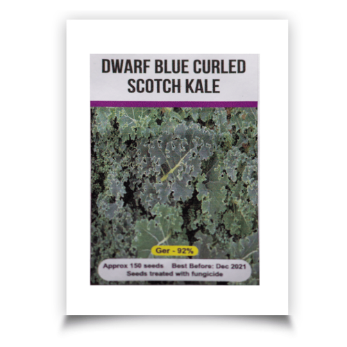 Signature Seeds - Dwarf Blue Curled Kale Seeds - Approx. 150 Seeds/Pack
