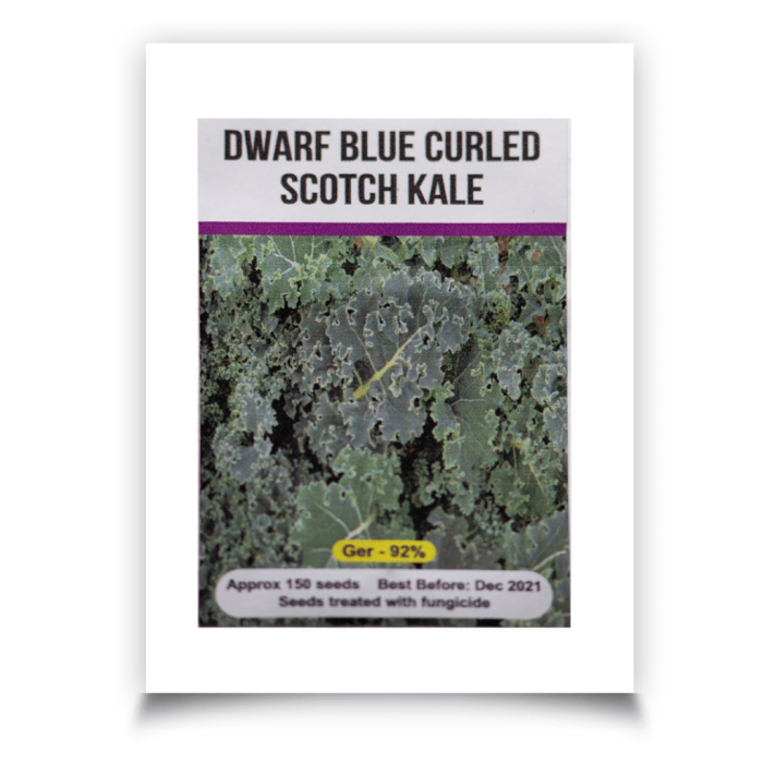Signature Seeds - Dwarf Blue Curled Kale Seeds - Approx. 150 Seeds/Pack
